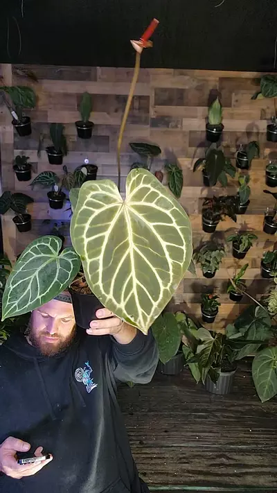 plant/rc x doryaki-0-thumbnail