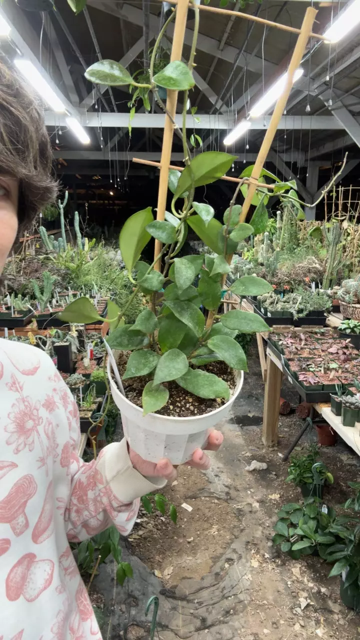 plant/H409 sunrise-0