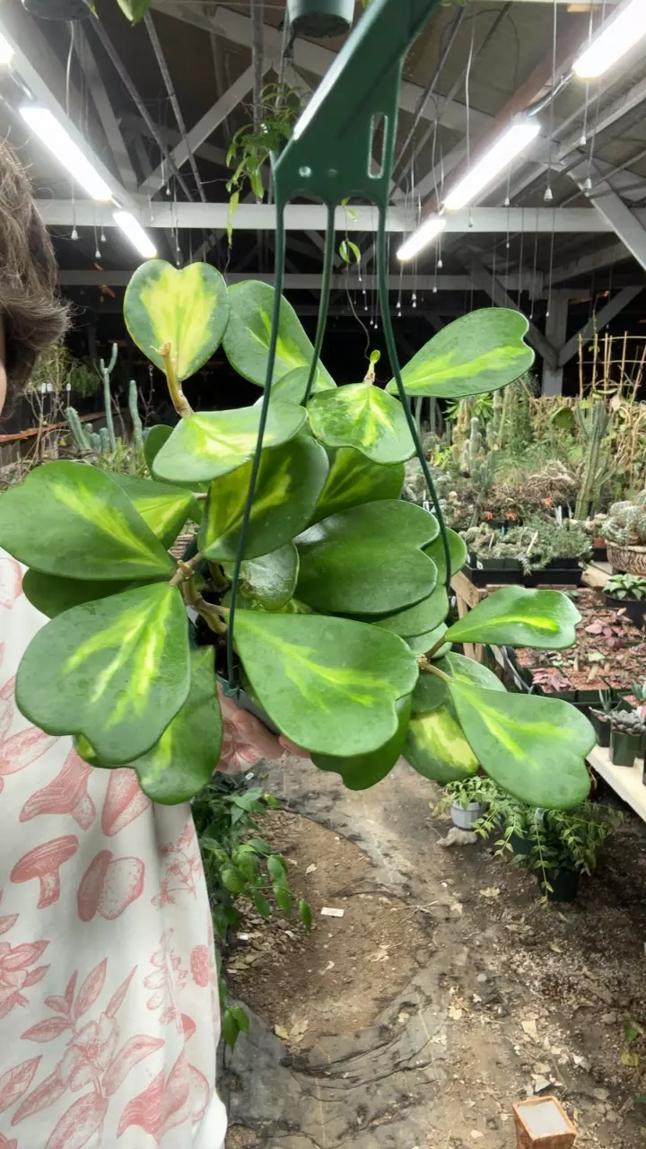 plant/370 kerrii inner var-0