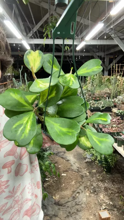 plant/370 kerrii inner var-0-thumbnail