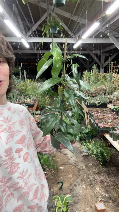 plant/H621 archboldiana p-0-thumbnail