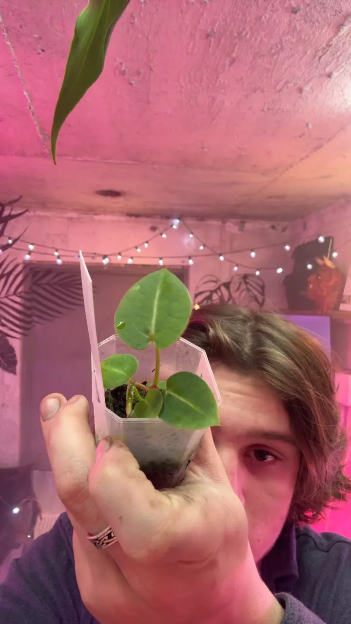 plant/crystal hope/pap X red raspberry-0