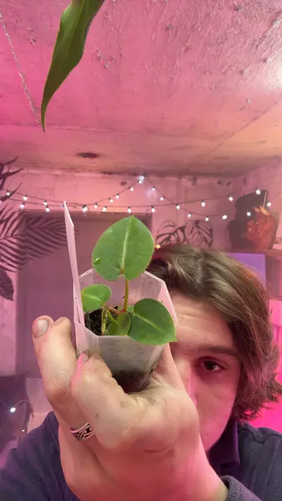 plant/crystal hope/pap X red raspberry-0-thumbnail