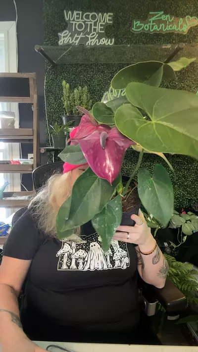 plant/fuschia flamingo Lily-0-thumbnail