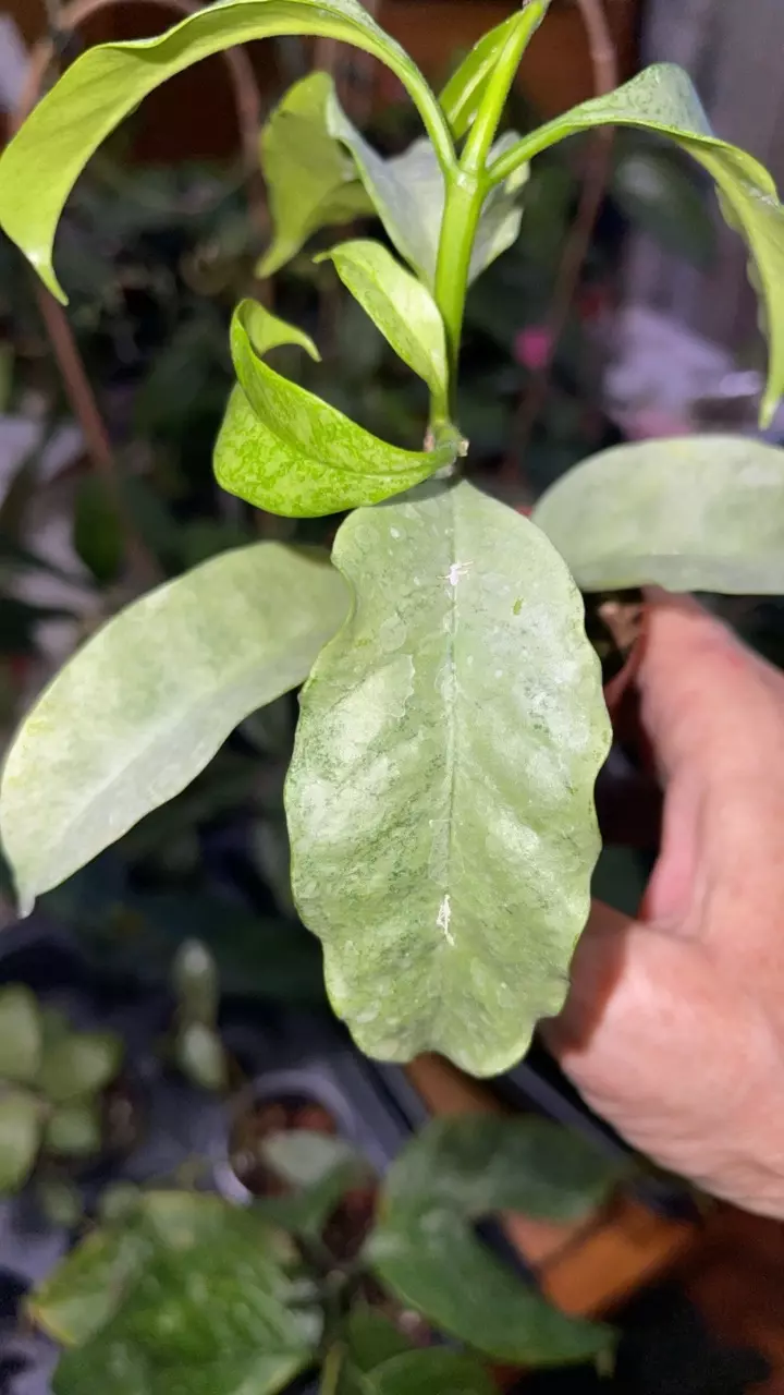 plant/47 Hoya multiflora 'Silver-2