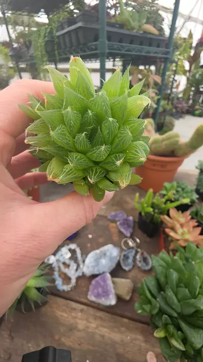 plant/haw 670-0-thumbnail