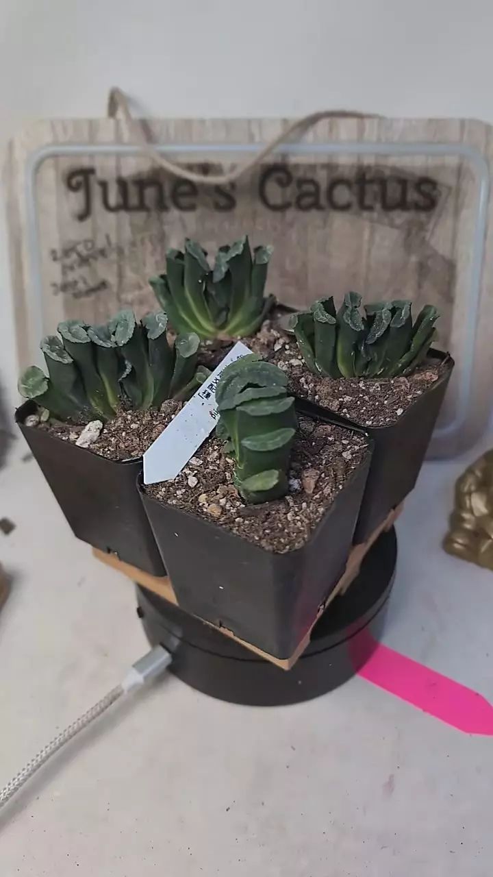 plant/j93 haworthia truncata, 2.25" pots, gc-0