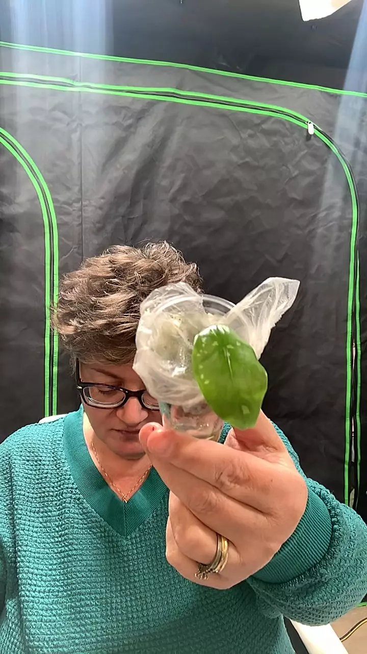 plant/0323 shattered glass-0