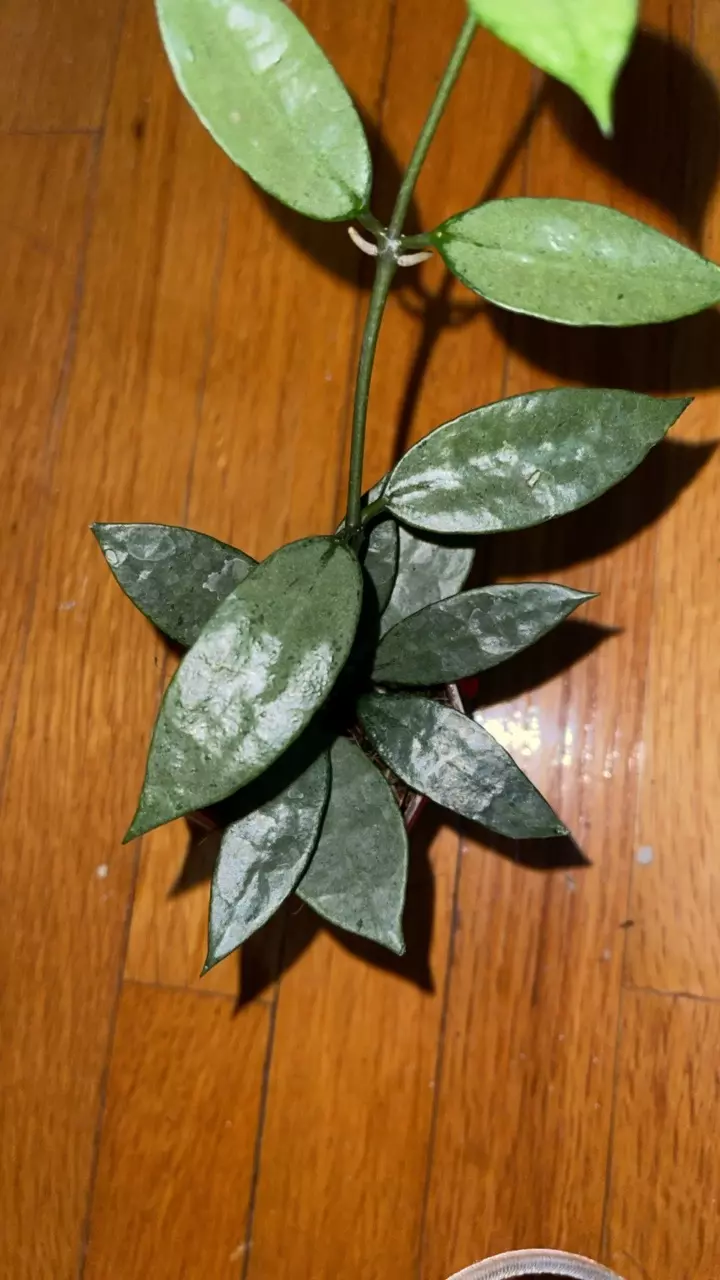 plant/56 Hoya lacunosa 'Dark Form' (or 'Black Queen', 'Gothic')-1