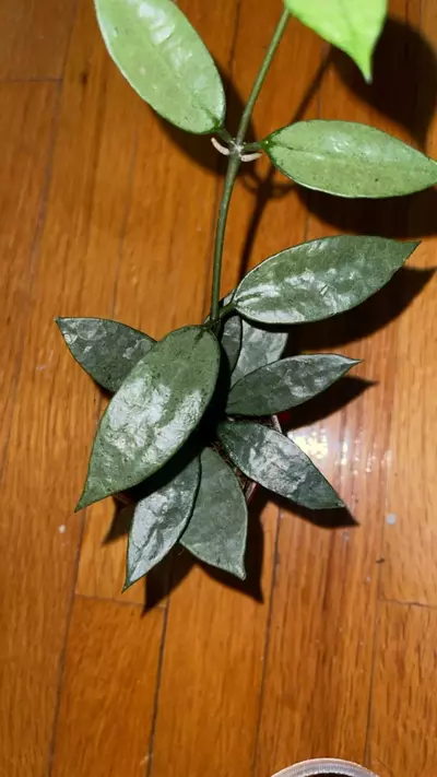 plant/56 Hoya lacunosa 'Dark Form' (or 'Black Queen', 'Gothic')-1-thumbnail