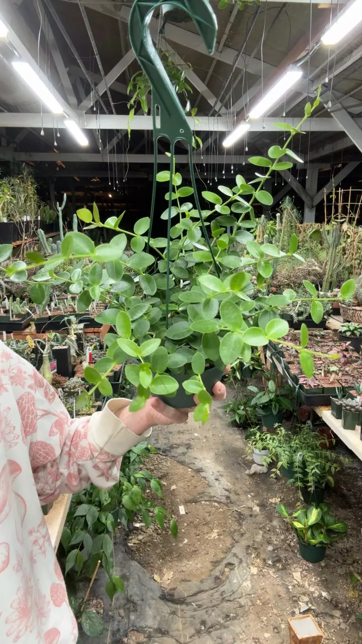 plant/H514 cumingiana-0