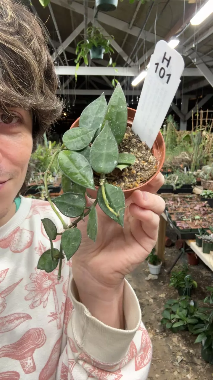 plant/H101 krohniana-0