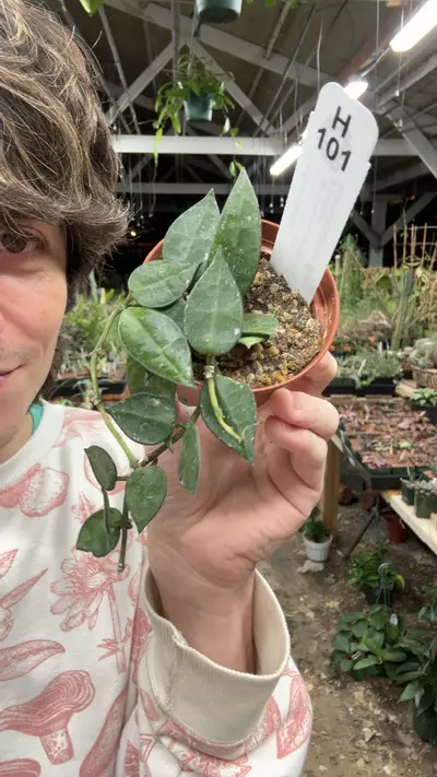 plant/H101 krohniana-0-thumbnail