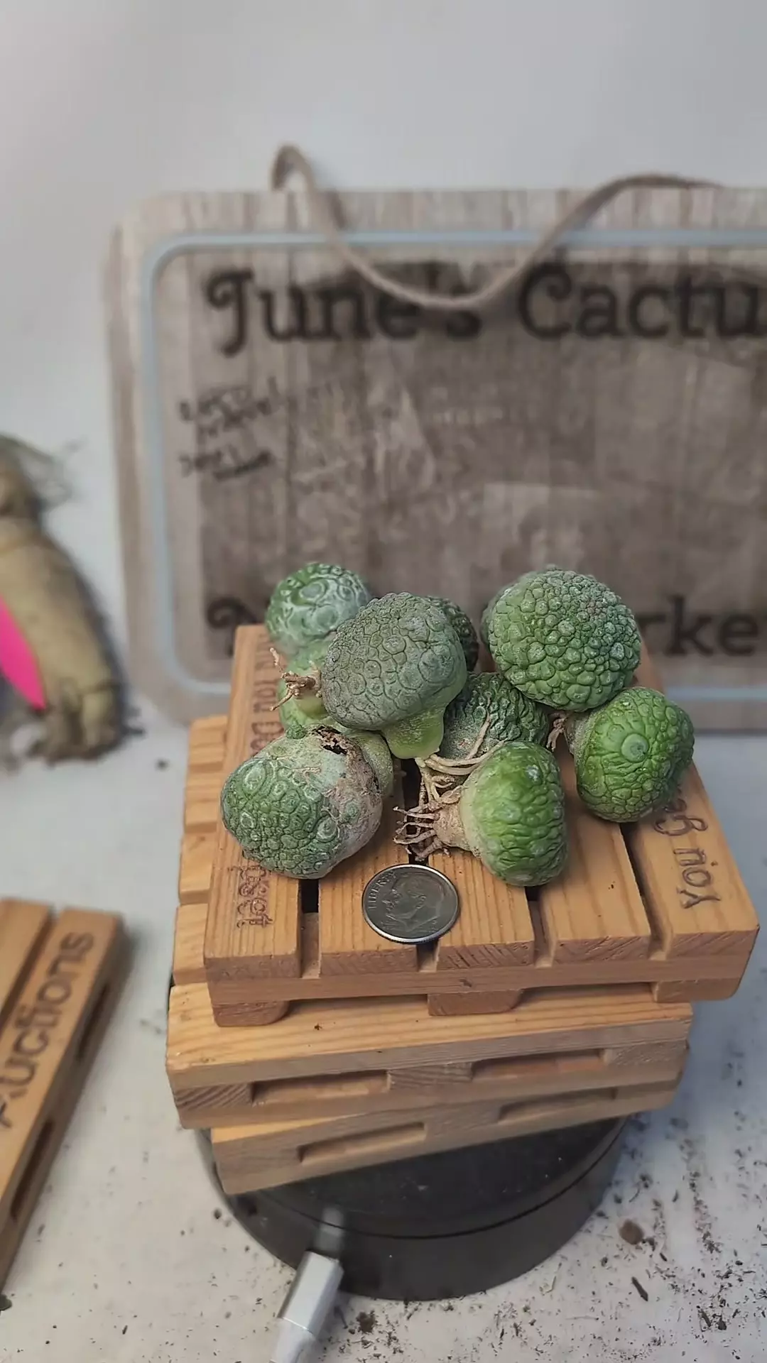 plant/j68 lil' pseudolithos migi, gc-0