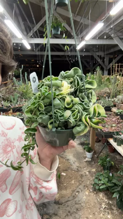 plant/H519 compacta var-0-thumbnail