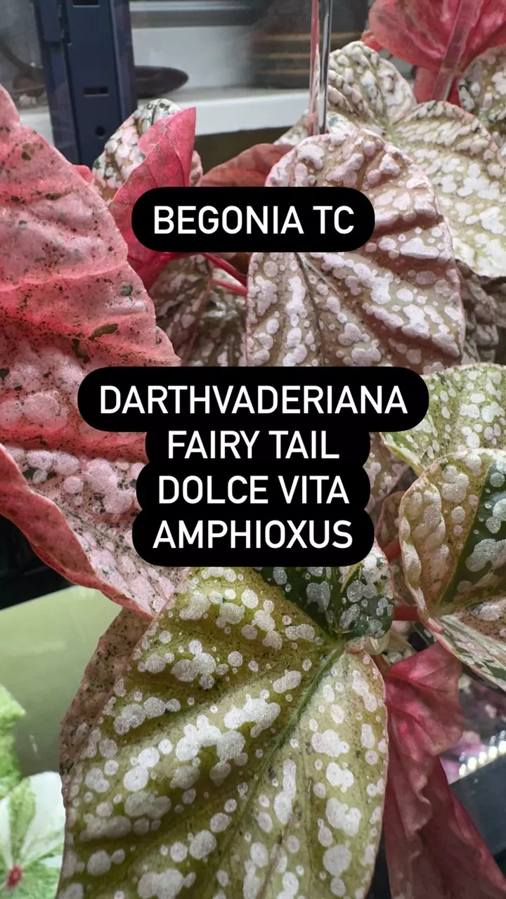 plant/Tissue Culture Option-3