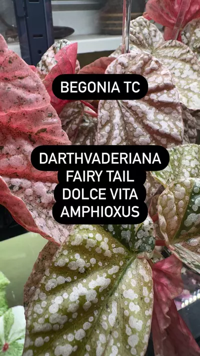 plant/Tissue Culture Option-3-thumbnail