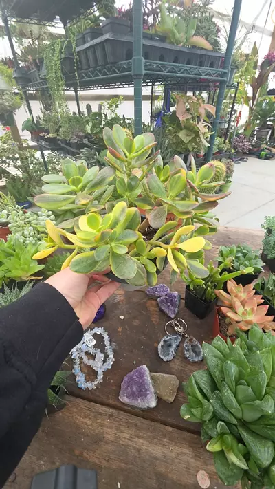 plant/rainbow jade xl-0-thumbnail