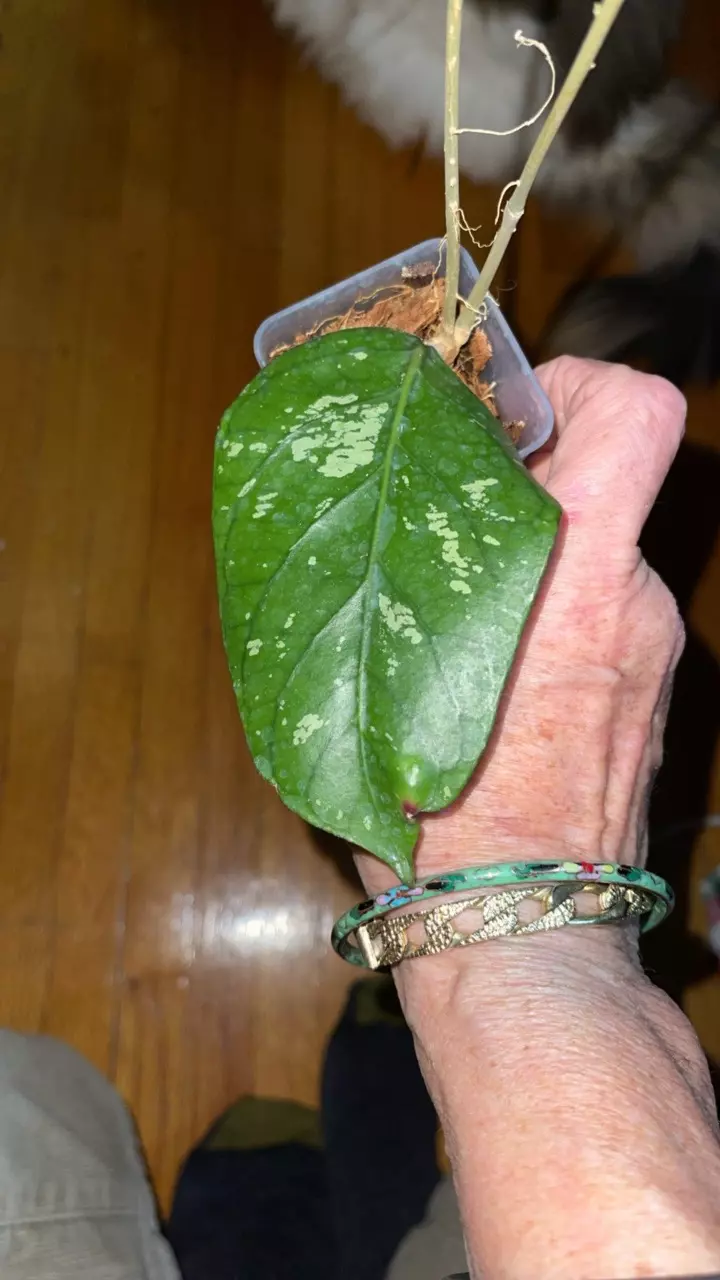 plant/51 Hoya sp. Aceh Takengon-0