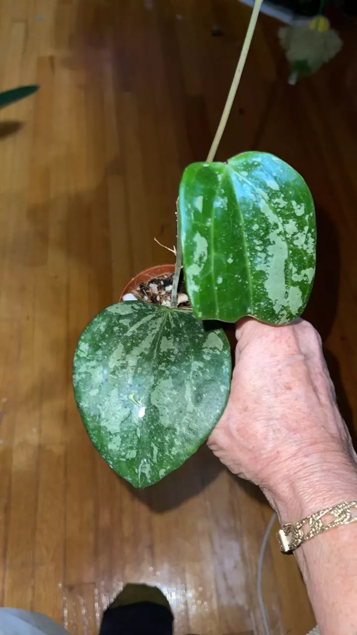 plant/54 Hoya 'Snow Queen'-0