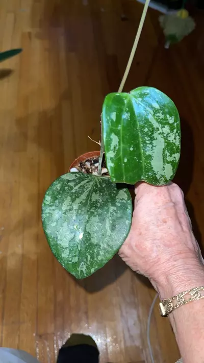 plant/54 Hoya 'Snow Queen'-0-thumbnail