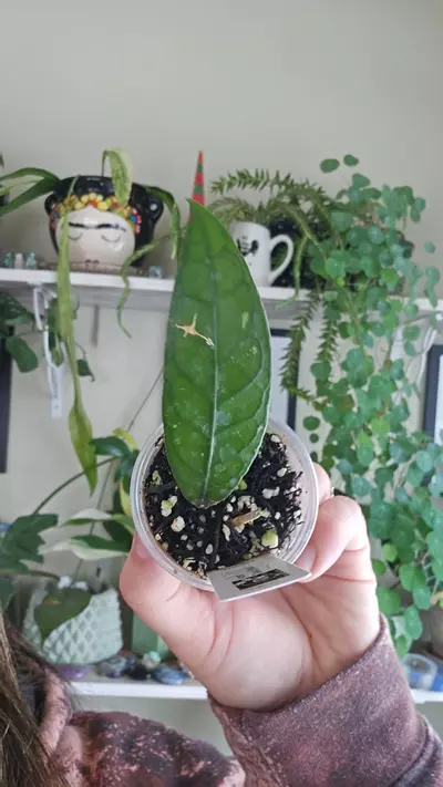 plant/david neal aceh-0-thumbnail