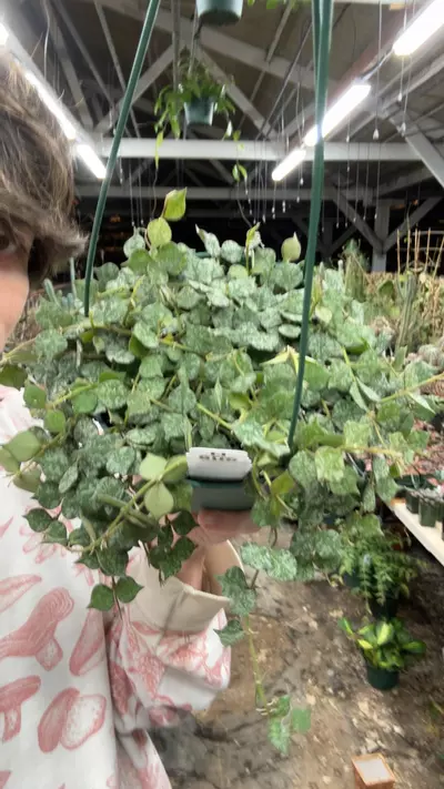 plant/H805 curtissi-0-thumbnail