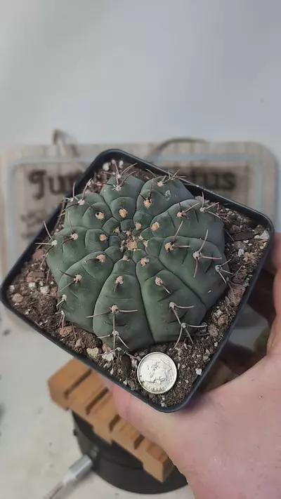 plant/j126 Gymno vatteri, 4" pot-0-thumbnail