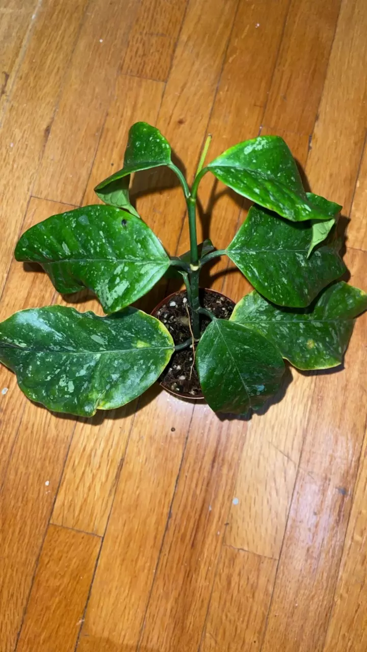 plant/53 Hoya praetorii-1