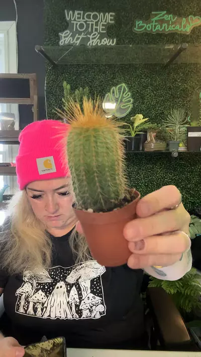 plant/Parodia lengenhausii-0-thumbnail