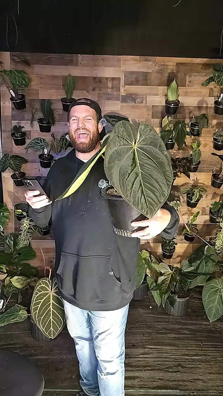 plant/bvep x crystal x avium-0