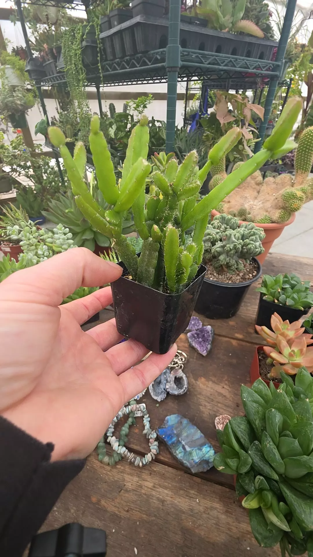 plant/rhipsalis 2"-0