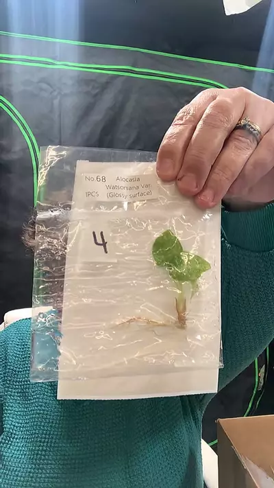 plant/tc variegated wat glossy-0-thumbnail