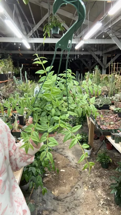 plant/H512 bella-0-thumbnail