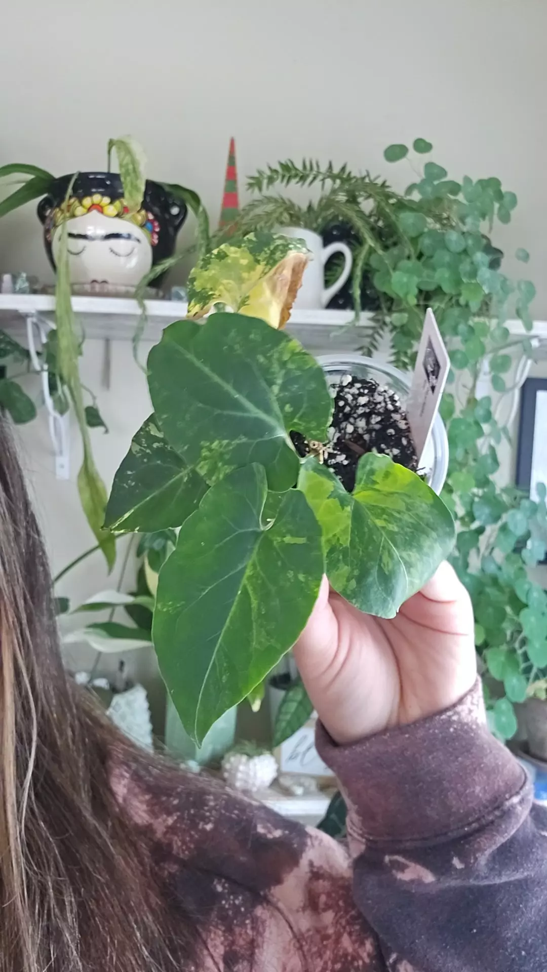 plant/fallopia multiflora aurea #2-0