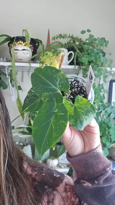 plant/fallopia multiflora aurea #2-0-thumbnail