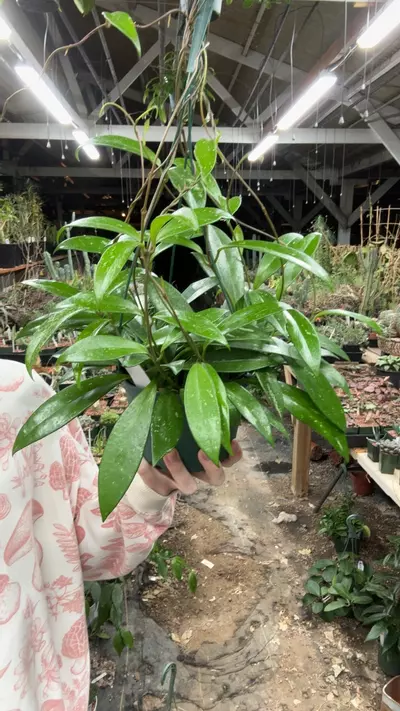 plant/H423 publicalyx-0-thumbnail