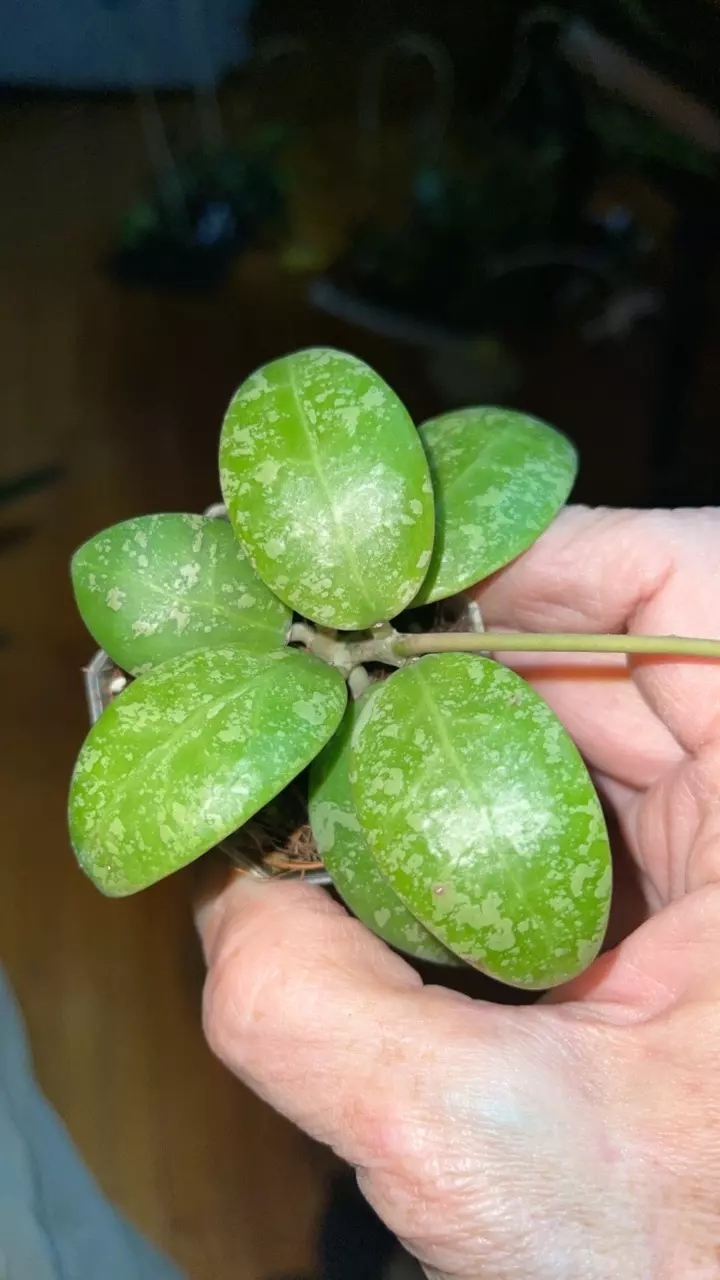 plant/50 Hoya 'Phu Yen Splash'-1