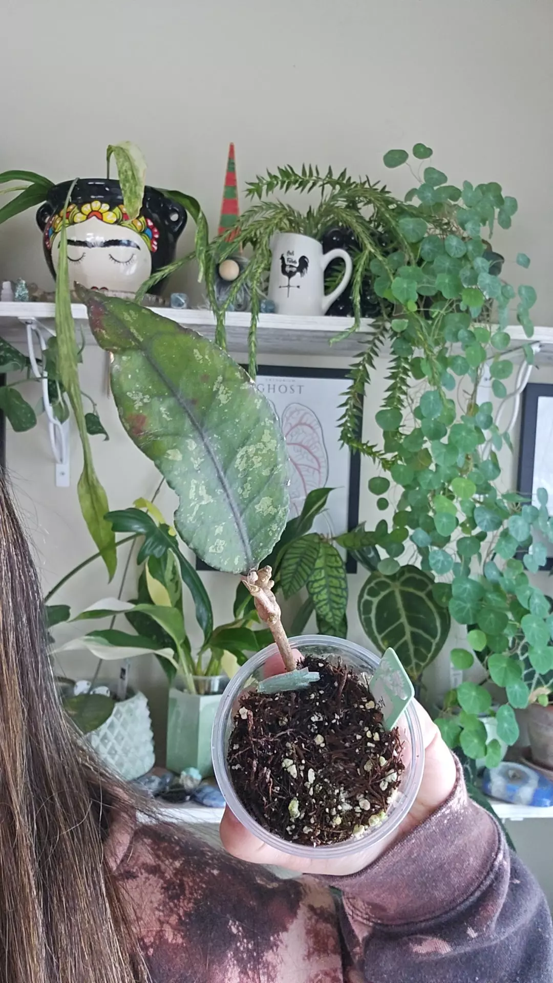 plant/aceh shogun gun-0