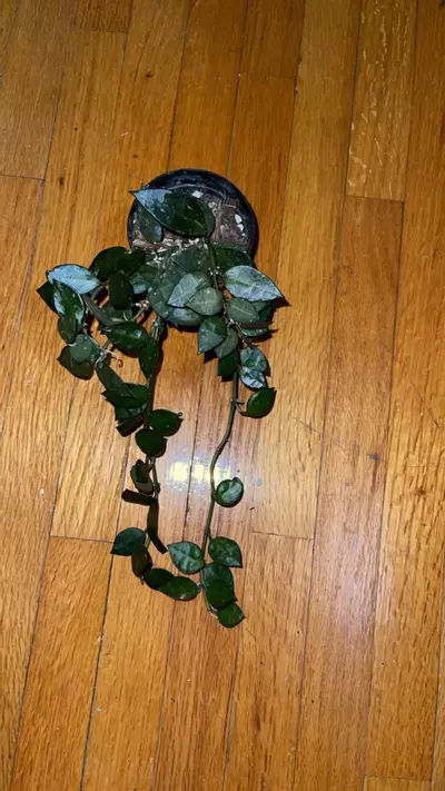 plant/52 Hoya krohniana-0-thumbnail