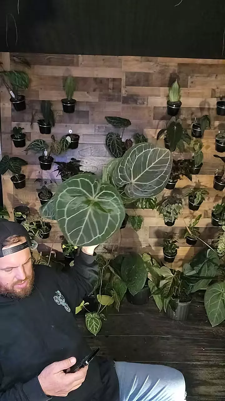 plant/rc f.3 x michelle zara-0