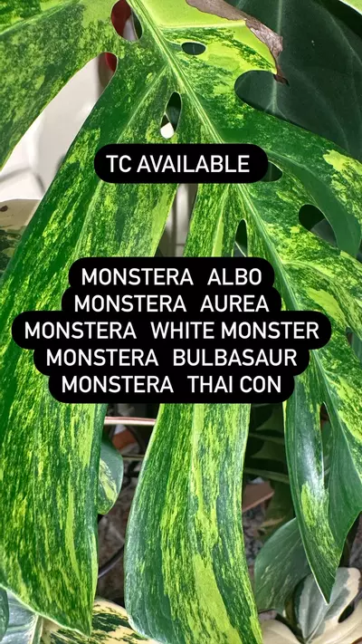 plant/Tissue Culture Option-2-thumbnail