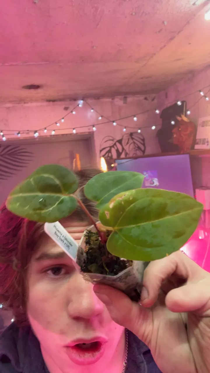 plant/Phoenix X Wonderboy dark X DB-0