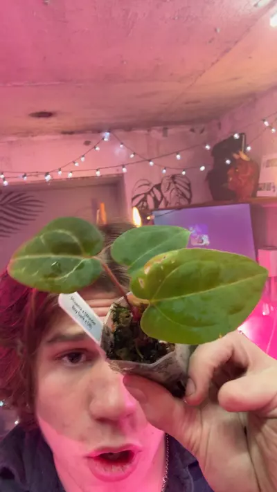 plant/Phoenix X Wonderboy dark X DB-0-thumbnail