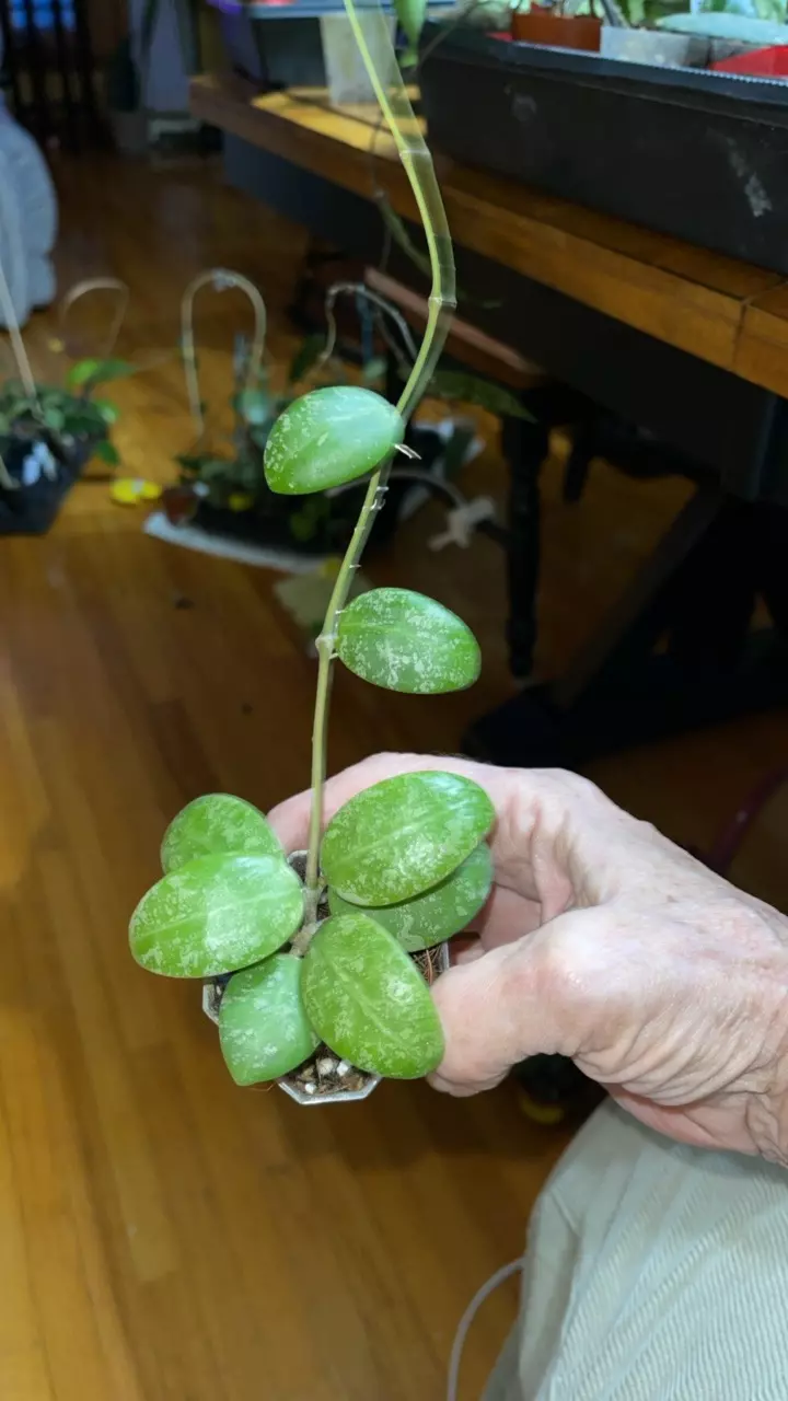 plant/50 Hoya 'Phu Yen Splash'-0