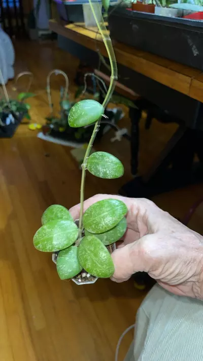 plant/50 Hoya 'Phu Yen Splash'-0-thumbnail