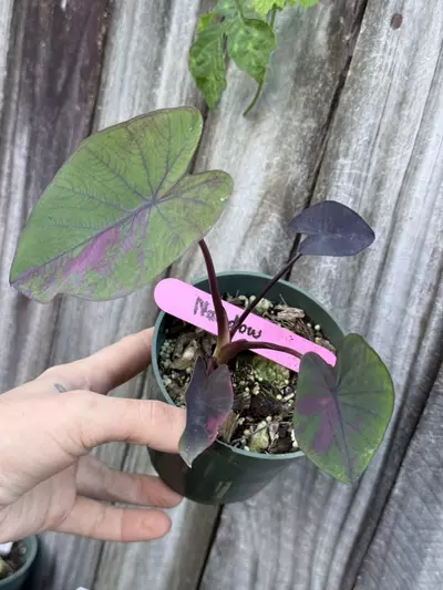 plant/nubdow-0-thumbnail