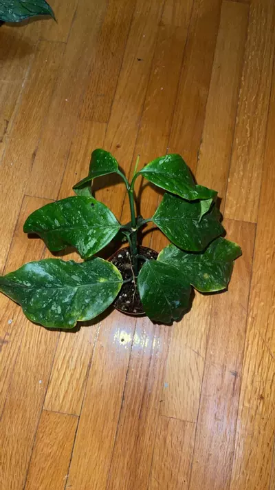 plant/53 Hoya praetorii-0-thumbnail