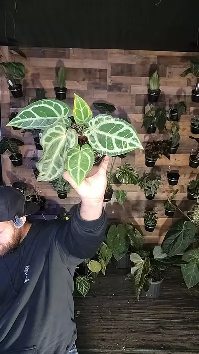 plant/skg grey narrow-0-thumbnail