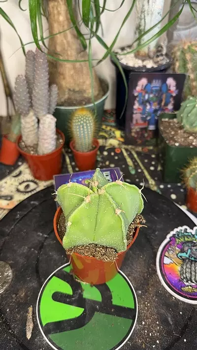 plant/03.01 lime myrio w spines-0-thumbnail